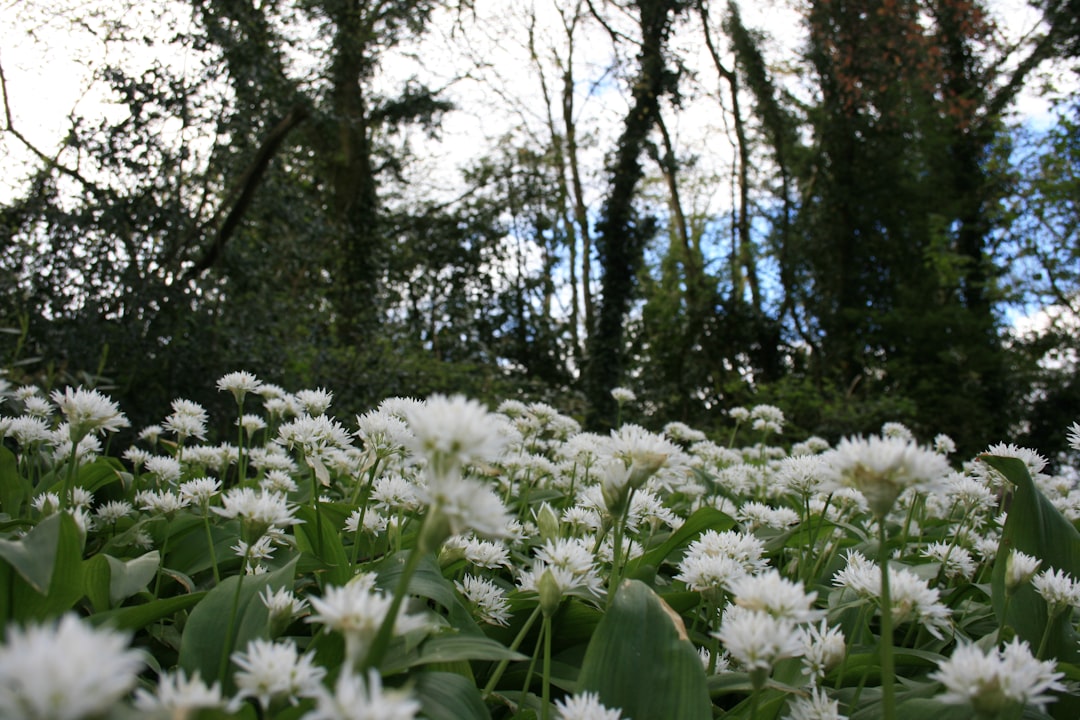 Monaghan