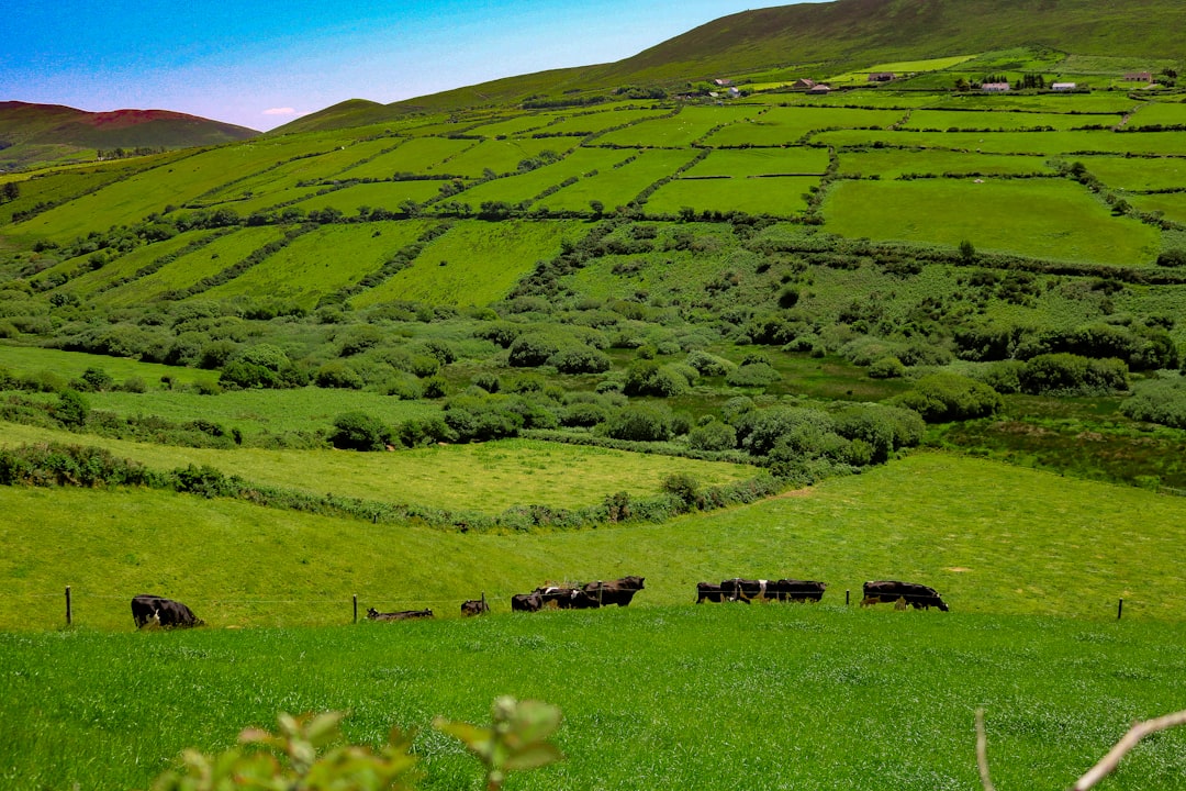 Ballyfin